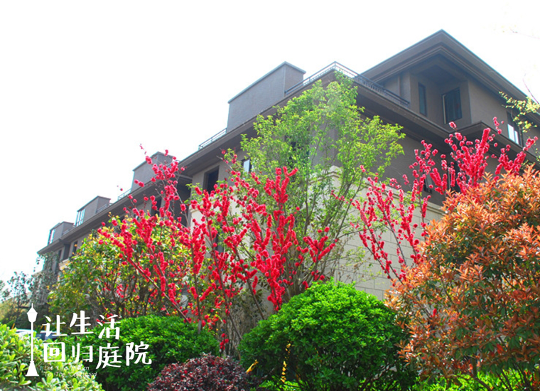 前后观望南阳50年：这样的庭院，很难再有了！